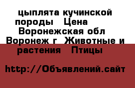 цыплята кучинской породы › Цена ­ 100 - Воронежская обл., Воронеж г. Животные и растения » Птицы   